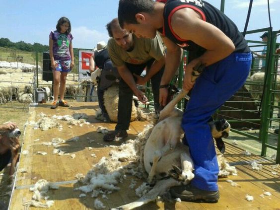 Campeonato de España de Esquileo, San Millán de Juarros, Burgos, Castilla y León.&nbsp;7.2013
