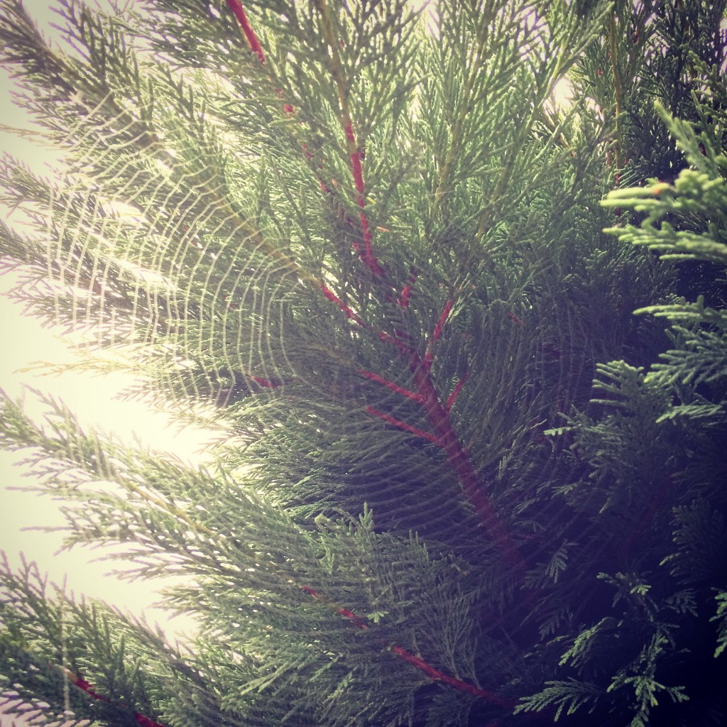 Poo de llanes, Oviedo, Asturias.&nbsp;30.10.2016