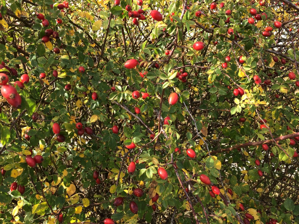 Otoño, Soria, Castilla y León.&nbsp;1.11.2016