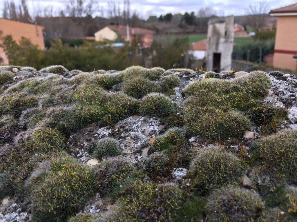 Villanueva de Gumiel. Burgos. Castilla y León.&nbsp;4.3.2017