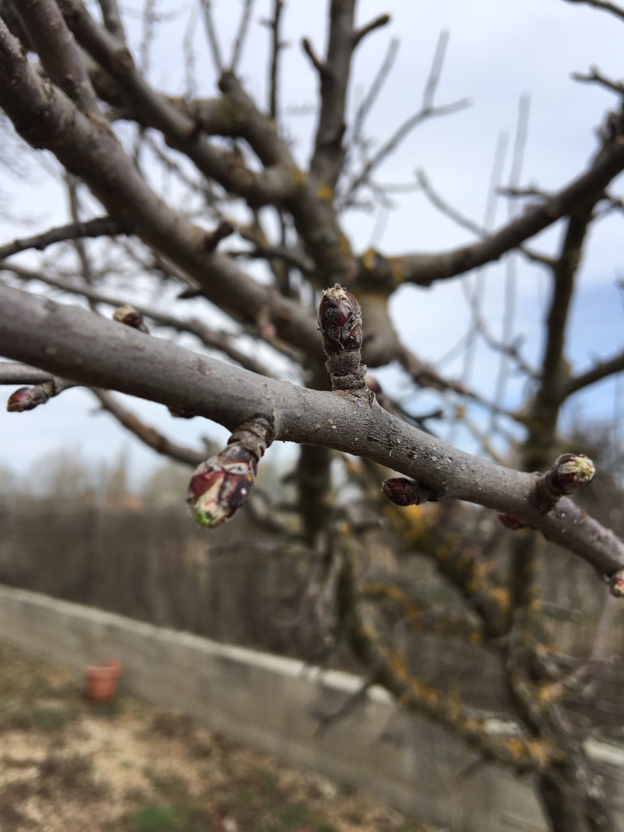 Primavera en Sinovas. Burgos. Castilla y León.&nbsp;18.3.2017
