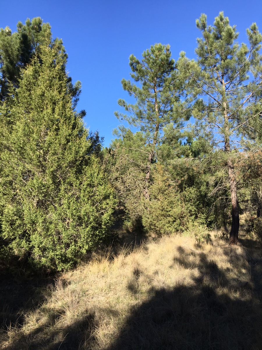 Pinar. Villanueva de Gumiel. Burgos. Castilla y León.&nbsp;16.3.2017