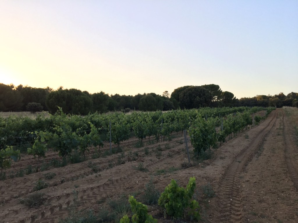 Algún lugar entre Sinovas y Villanueva de Gumiel. Burgos. Castilla y León.&nbsp;23.6.2017