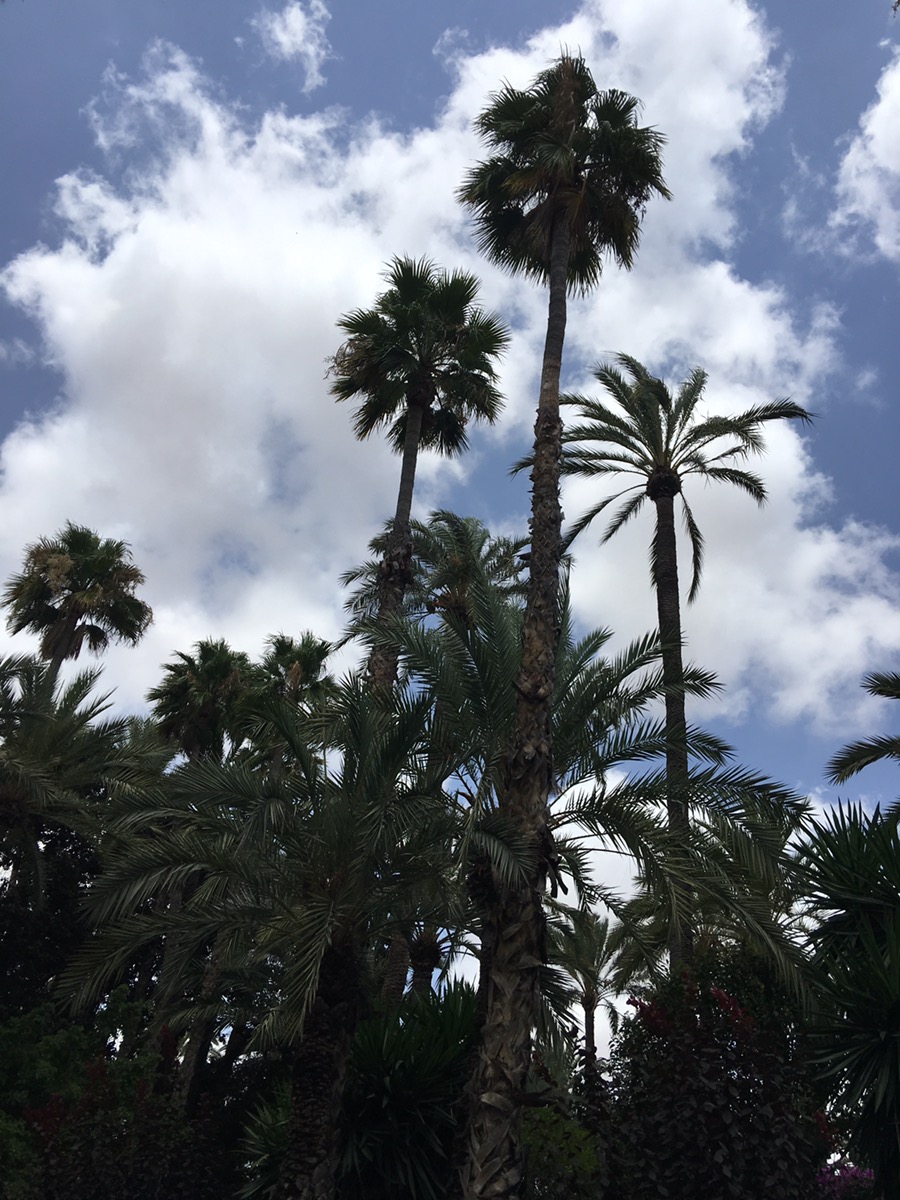 Elche. Alicante. Comunidad Valenciana.&nbsp;18.7.2017