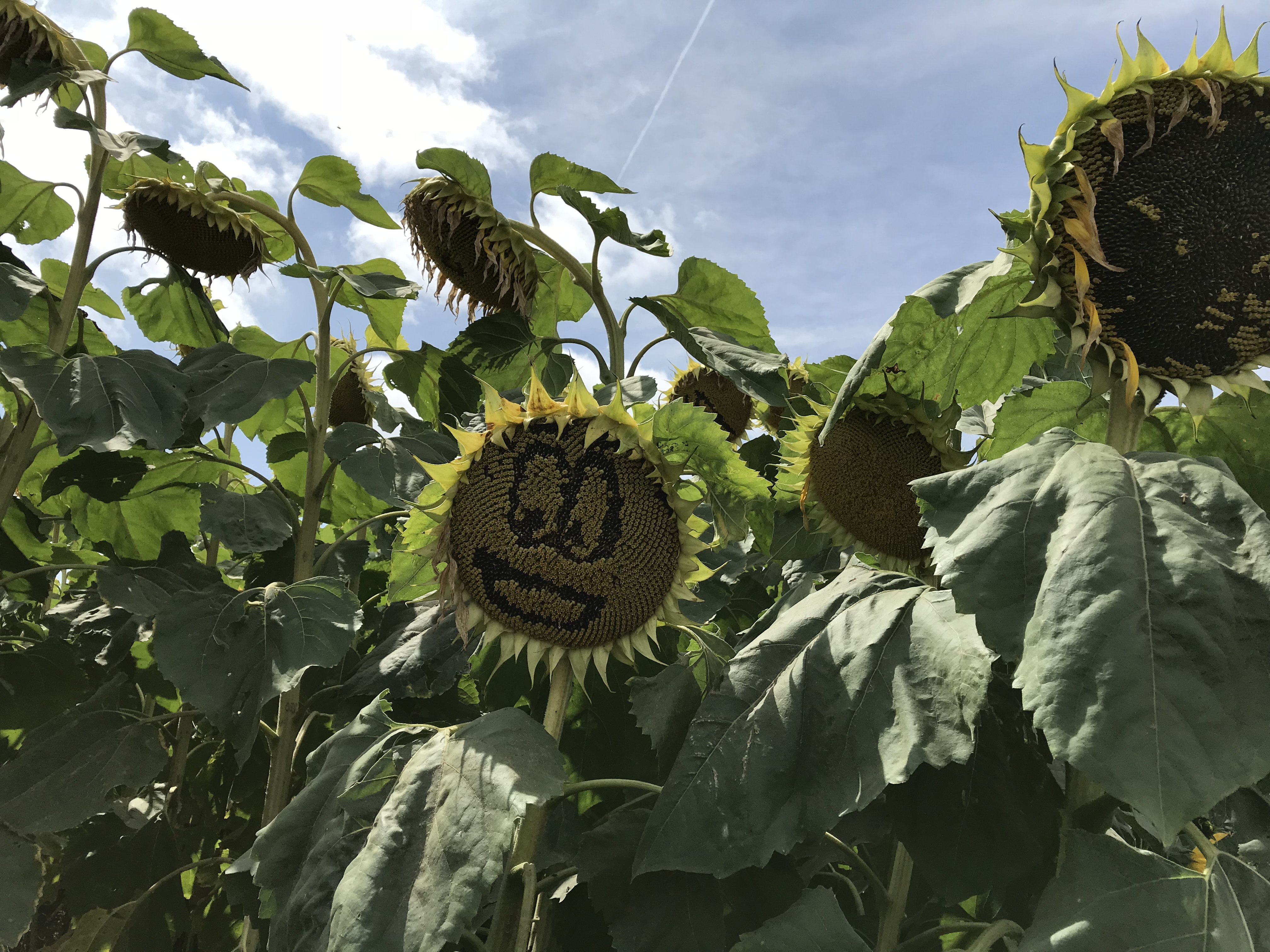 2018-08-25 12.56.45-1.jpg