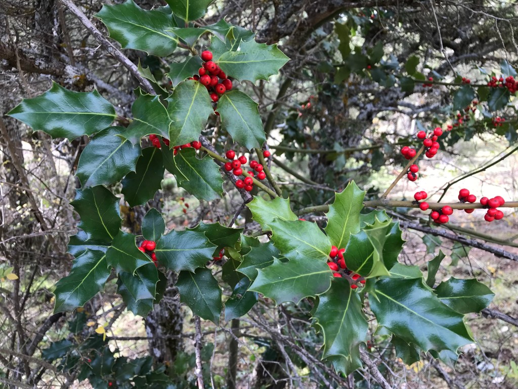 Pradena. Segovia. 1.12.2018