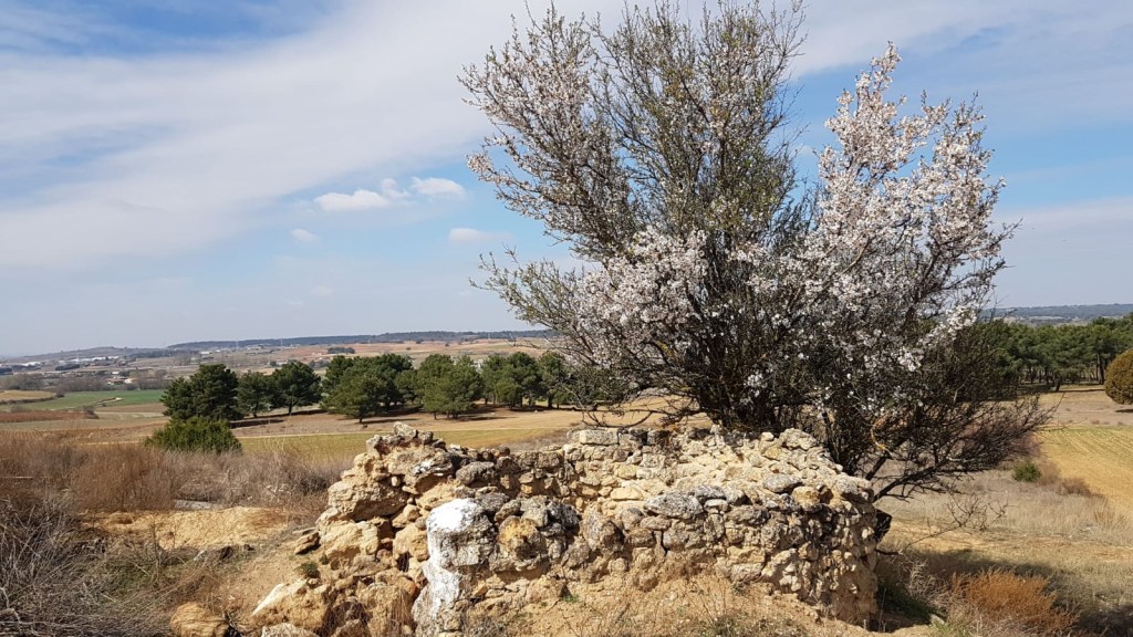 San Bartolomé Viejo. Sinovas. Burgos. Castilla y León.&nbsp;17.3.2019