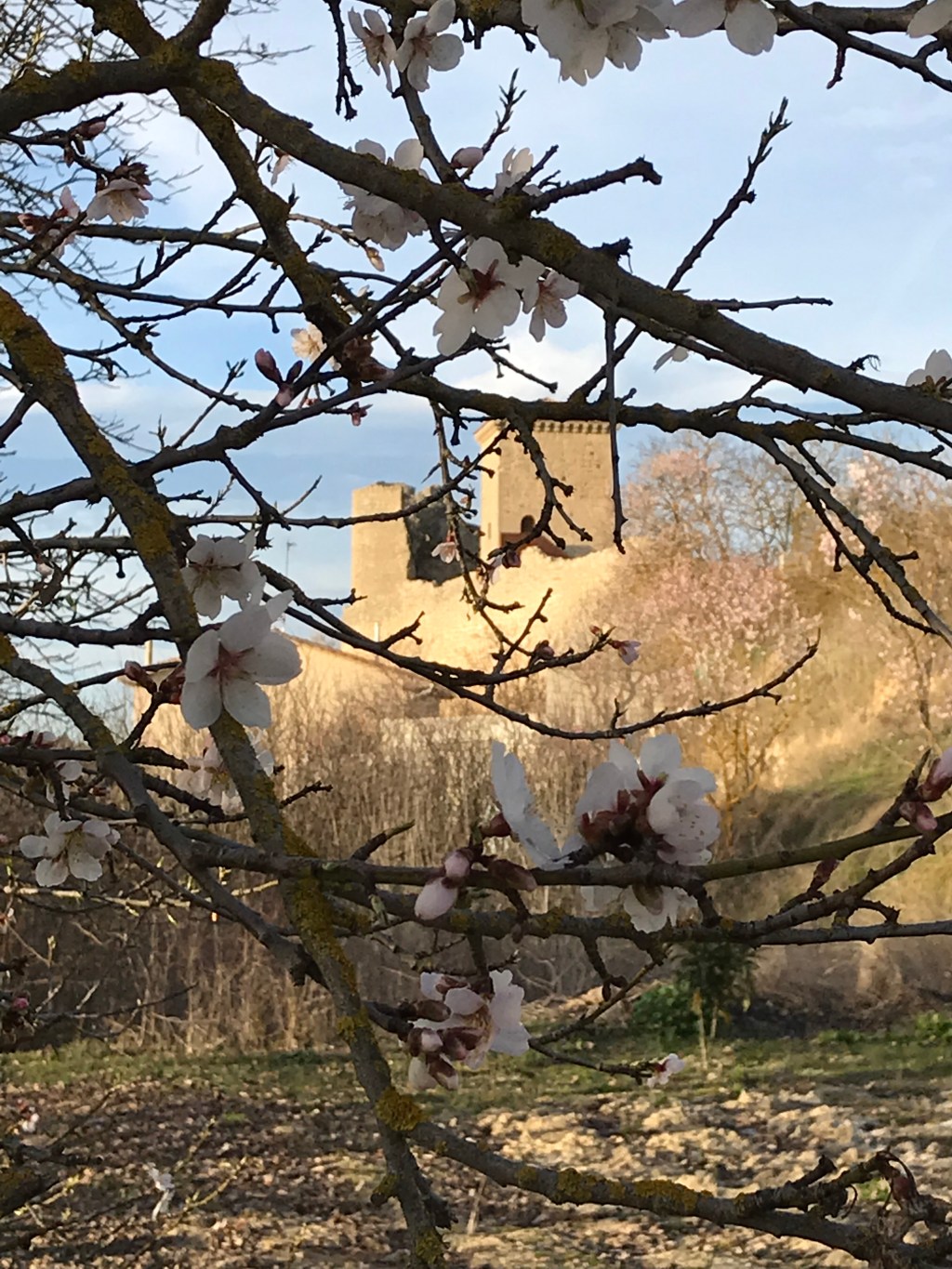 Almendros en flor en Santa Gadea del Cid. Burgos. Castilla y León.&nbsp;3.3.2019