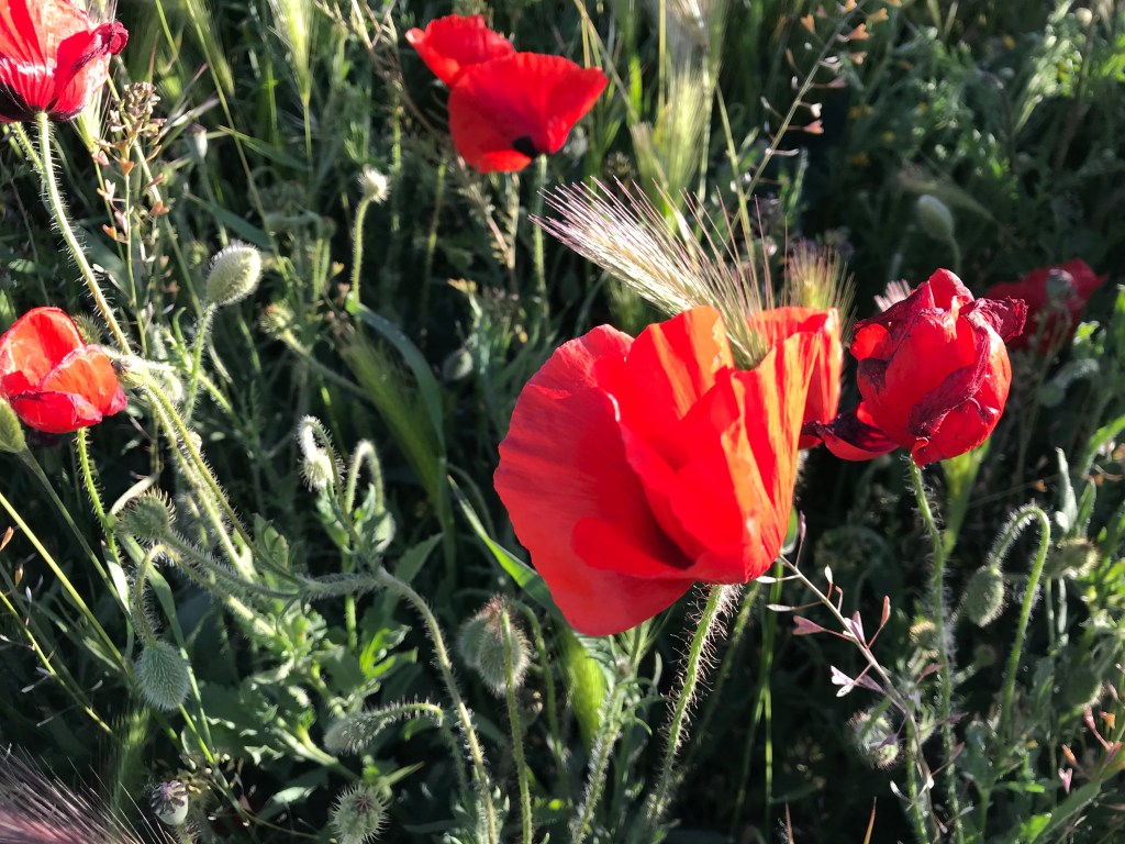 Amapolas sobre cereal. Sinovas. Burgos. Castilla y León. Mayo&nbsp;2019