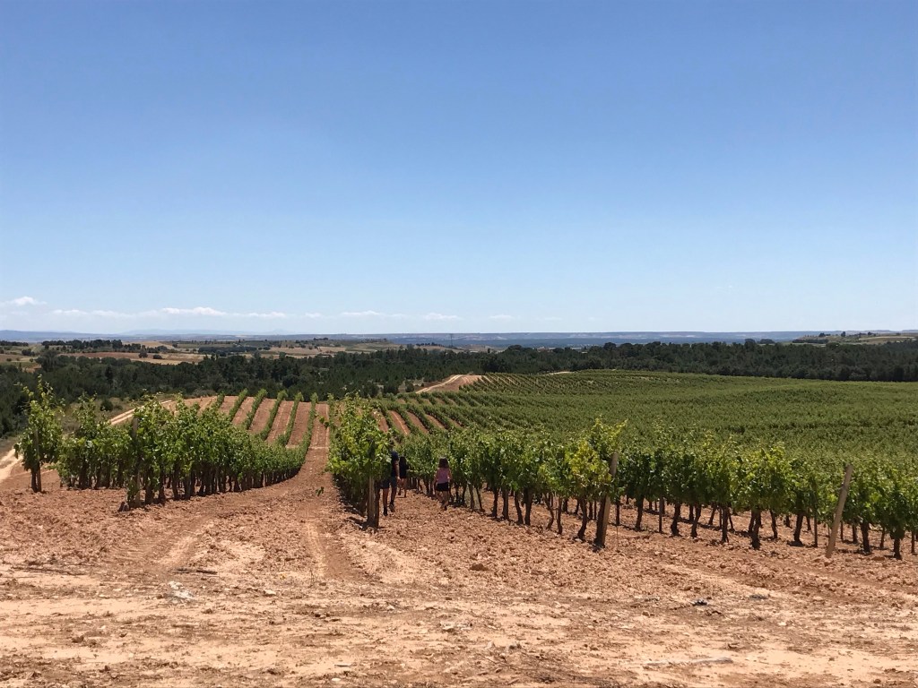 Cereal y viñas en la horra. Burgos. Castilla y León.&nbsp;20.6.2020
