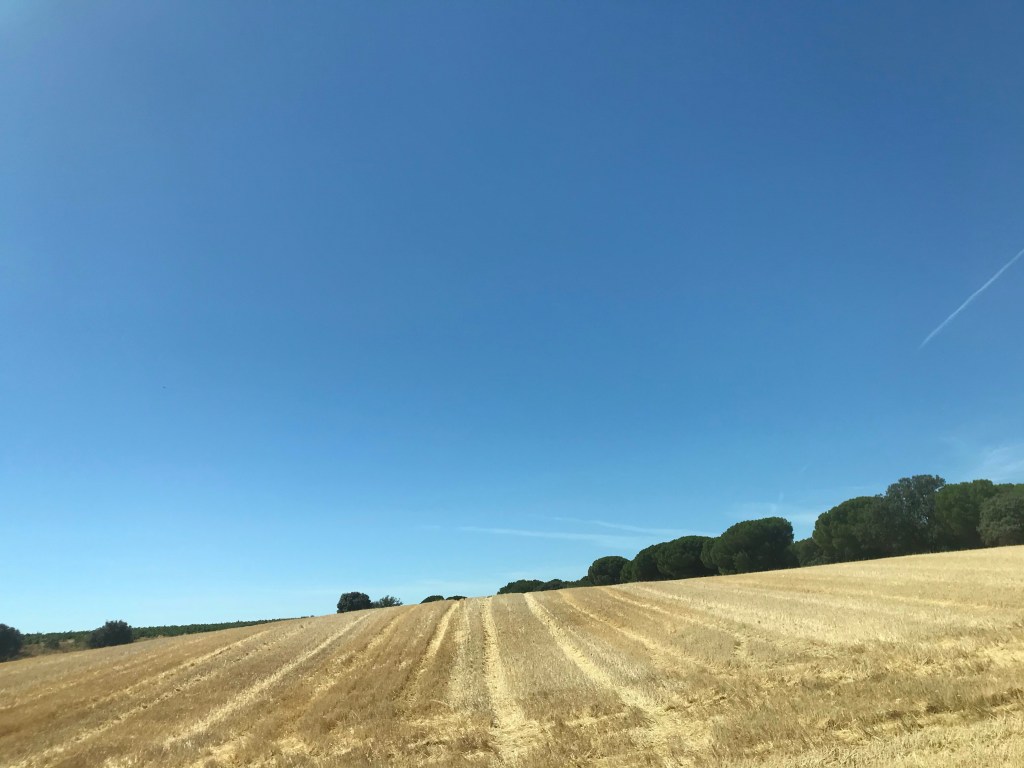 Tierra del pan. De Venialbo a la Bóveda de Toro. Zamora. Castilla y León.&nbsp;3.8.2020