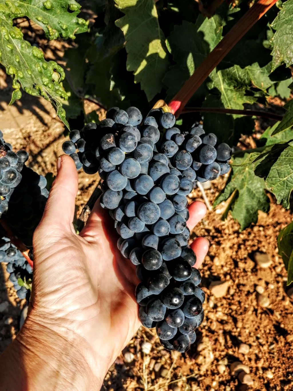 Termino Cabarroso. Aranda de Duero. Burgos, Castilla y León.&nbsp;7.9.2020