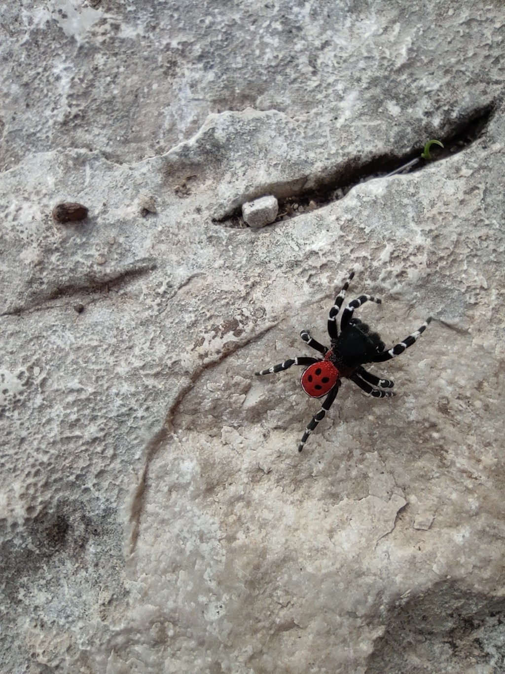Cañón Río lobos, Araña Mariquita y Ermita Protogótica de San Bartolomé. Soria. Castilla y León.&nbsp;25.10.2020