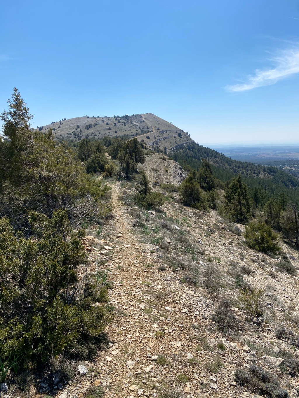 Sabinas y Vistas en el Sendero de alto de la Cabeza en Briongos de Cervera. Burgos. Castilla y&nbsp;León.