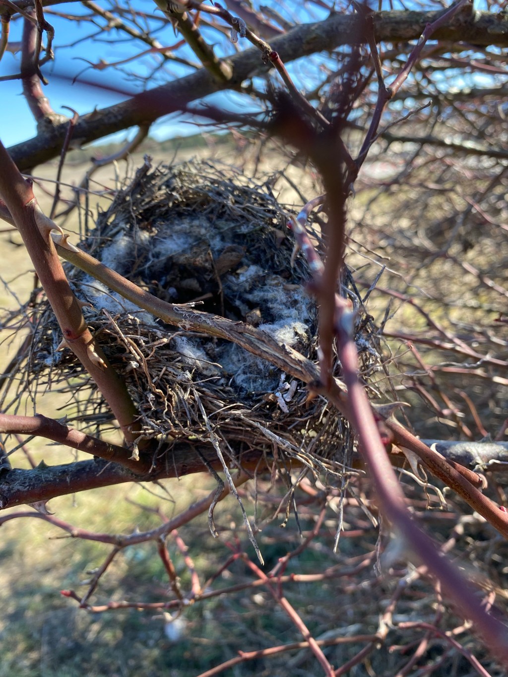 Nido abandonado en Espino en el Invierno de Aguilafuente (Villa Romana de Santa Lucía). Segovia. Castilla y León.&nbsp;31.1.2022