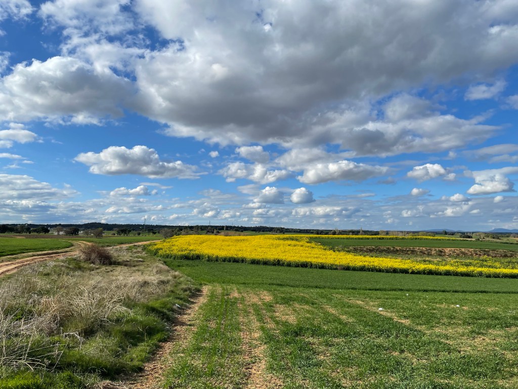 Campos de Castilla en Primavera. Viñas, Colza, Dientes de León, Nubes y Construcciones en Ruinas cerca de Aranda de Duero, Burgos, Castilla y&nbsp;León.