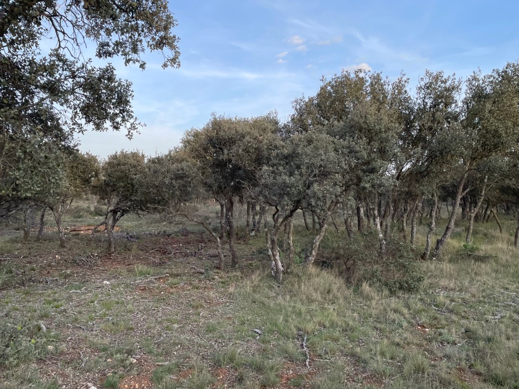 Ciervos, Rúcula, Penitentes, Vinagreras y Encinas en el Monte el Viejo Palencia. Castilla y León.&nbsp;2022.05.01
