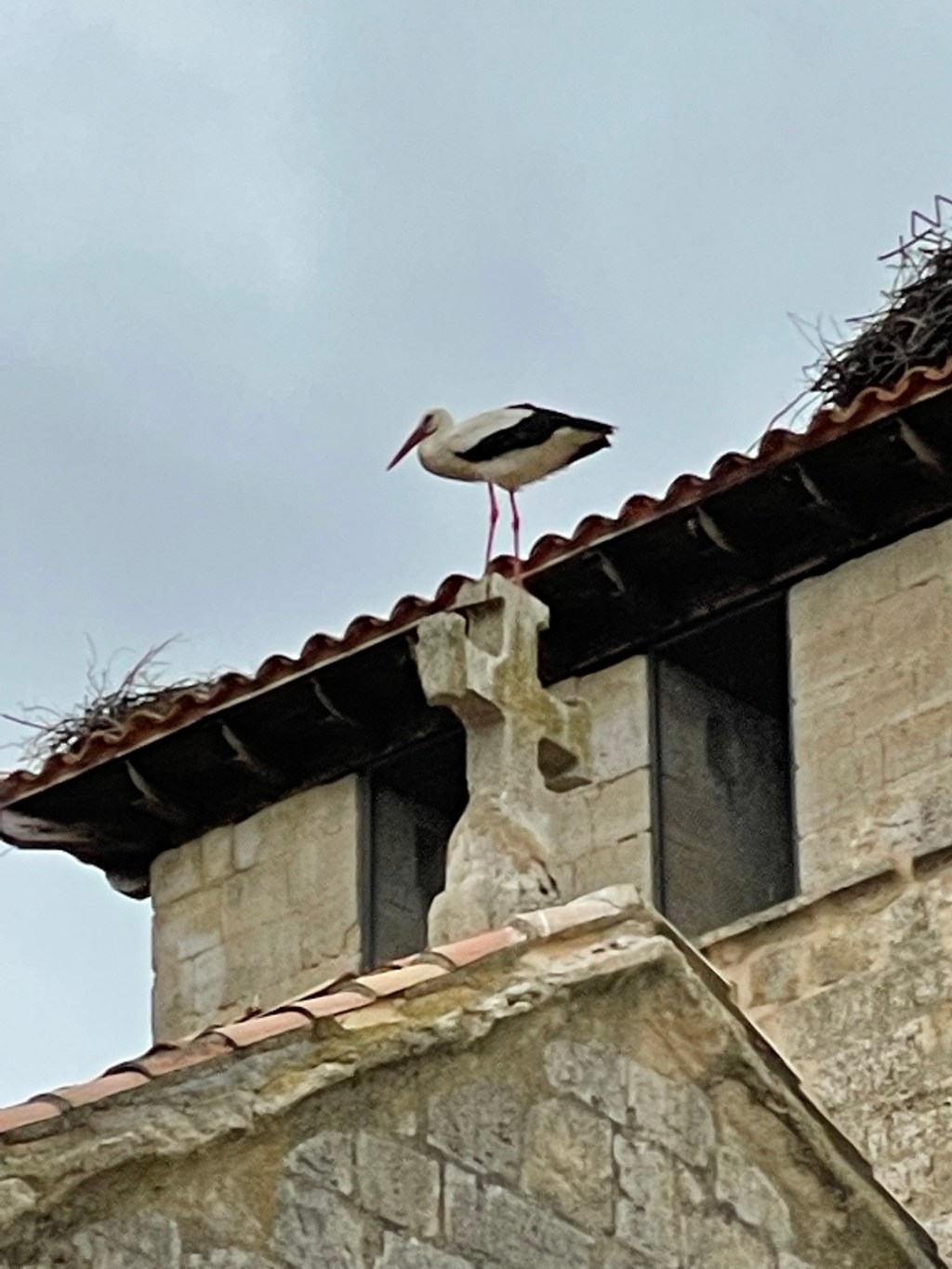 Cigüeñas en Husillos. Palencia. Castilla y León.&nbsp;2022.05.02