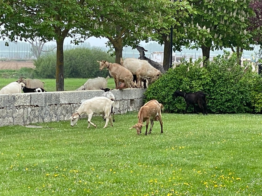 Rebaño de Ovejas, Cabras y Burros en San Juan de Baños. Baños de Cerrato. Palencia, Castilla y León.&nbsp;2022.05.02