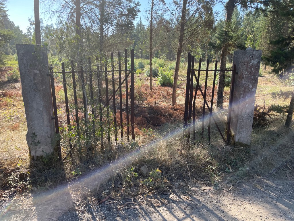 Iglesia, Eucaliptos y Kiwis en Zambujeiro. Beira Litoral. Portugal.&nbsp;28.07.2022