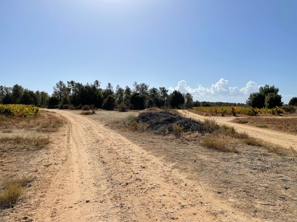 Viñas, Monte, Tenadas y Sapo en los alreadedores de Baños de Valdearados. Burgos. Castilla y León.&nbsp;09.10.2022