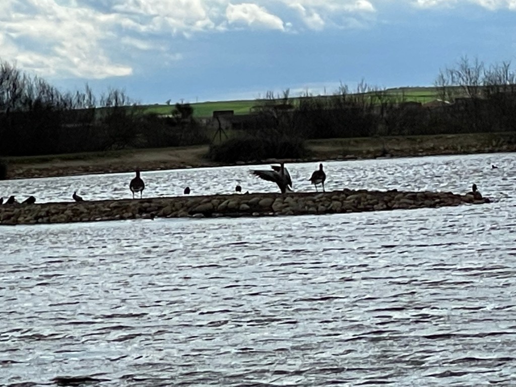 Palomares, Parque de Bomberos y Aves en las Lagunas de Villafafila. Zamora. Castilla y León.&nbsp;1.4.2023