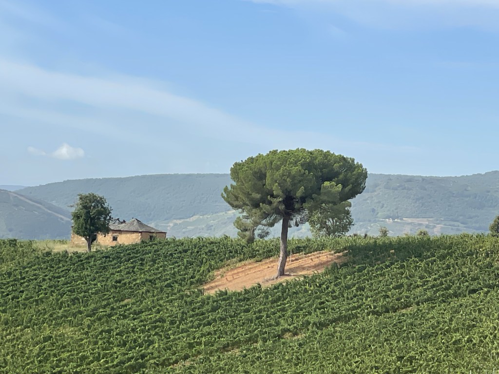 Pinos y viñas en el camino de Santiago entre Valtuille de Arriba y Villafranca del Bierzo. León. Castilla y León&nbsp;23.08.2024