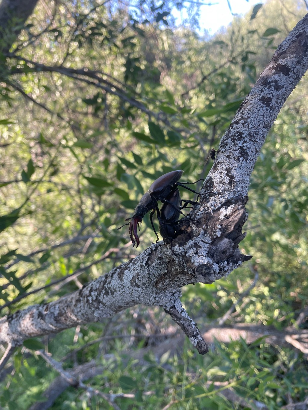 Escaramujos y Escarabajos en Canencia, Comunidad de Madrid.&nbsp;15.6.2024